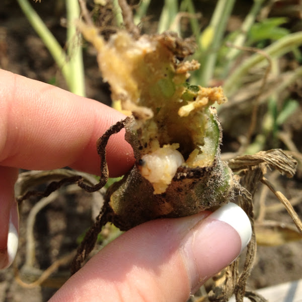 Squash vine borer (grub) Project Noah