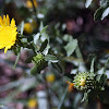 Curly-cup Gumweed