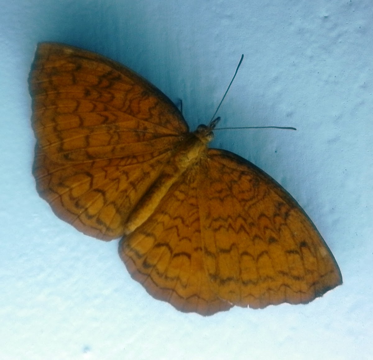 Common Castor