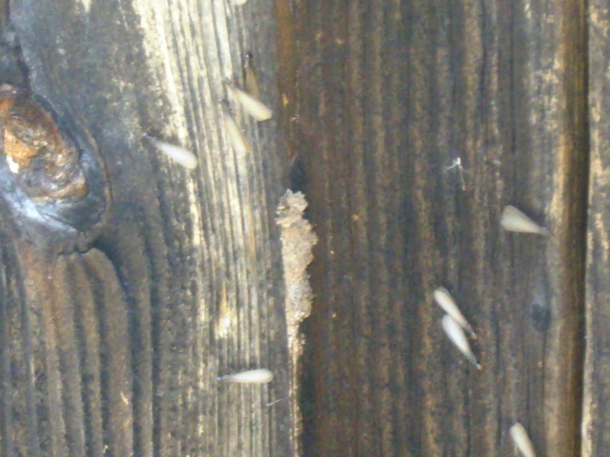 Pacific Damp Wood termites