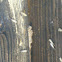 Pacific Damp Wood termites