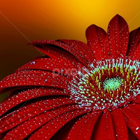 Radiant beauty by Biljana Nikolic - Flowers Single Flower