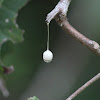 Two-tailed Spider (egg sac)