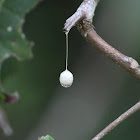 Two-tailed Spider (egg sac)