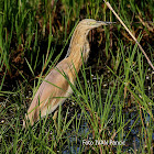 Squacco heron