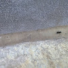 black carpenter ant