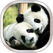 panda live wallpaper apk Download Android APK GAMES amp; APPS on PC