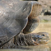 Galapagos Land Tortoise
