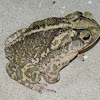 Gulf Coast toad