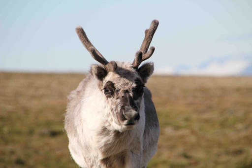A closeup of a reindeer in Spitsbergen, northern Norway, during a G Adventures expedition. 