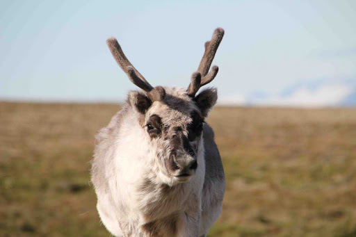 Arctic-Spitsbergen-Reindeer-Close-Up - A closeup of a reindeer in Spitsbergen, northern Norway, during a G Adventures expedition. 