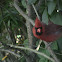 Northern Cardinal