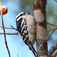 Woodpeckers of the Midwestern US