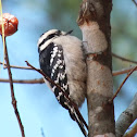 Downy Woodpecker ♀