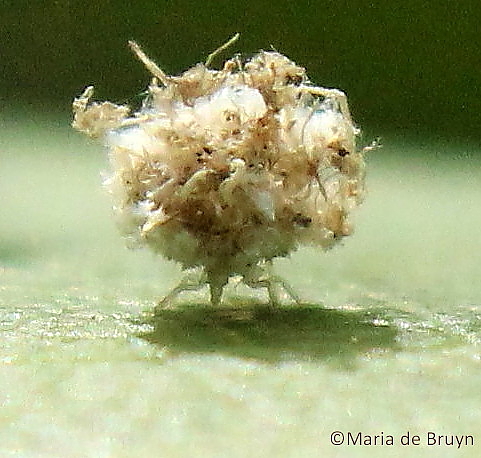 Green lacewing debris-carrying larva | Project Noah