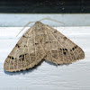 Pale-veined isturgia moth