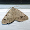Pale-veined isturgia moth