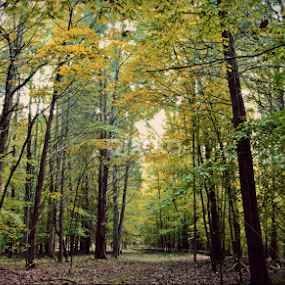 :) by Barak Johnson - Landscapes Forests