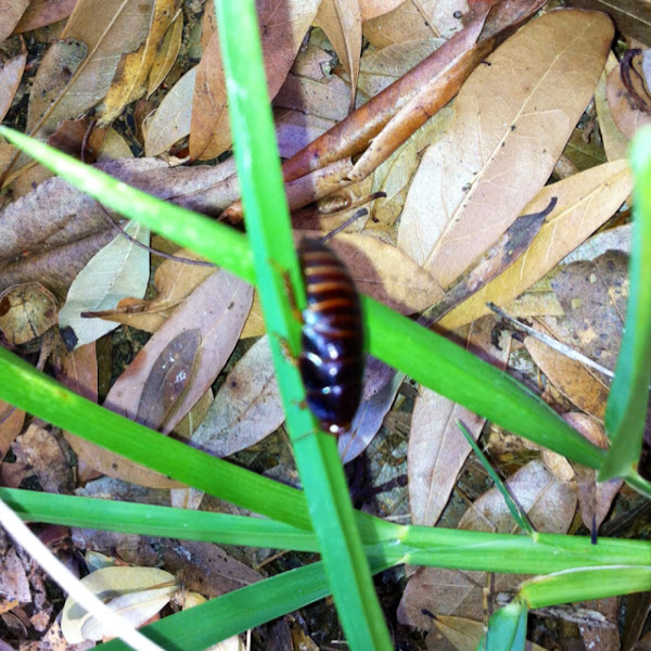 Florida Woods Cockroach Project Noah