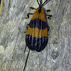 Net winged beetle