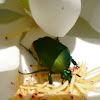 Figeater beetle