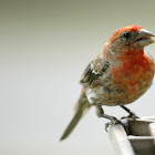 House Finch