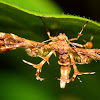 Geranium Plume Moth Sphenarches anisodactylus