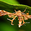 Geranium Plume Moth Sphenarches anisodactylus