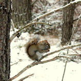 Squirrel eating nuts by Paula Weston -  