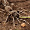 Lightfoot's Lesser Baboon Spider