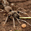 Lightfoot's Lesser Baboon Spider