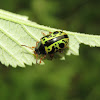 Calligraphy beetle