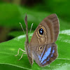 Riodinidae Butterfly (female)