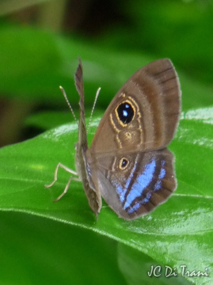 Riodinidae Butterfly (female)