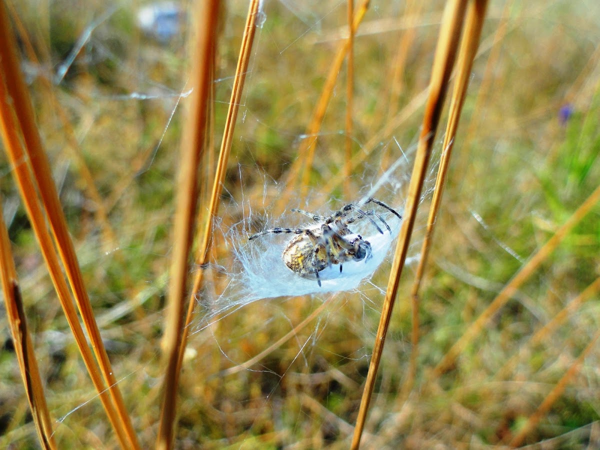 araignée dans son nid