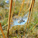 araignée dans son nid