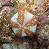 Sector sea urchin