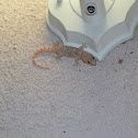 Mediterranean gecko