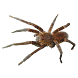 Spider Tarantula Sticker