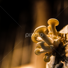 MushroomIV by Shadat Hossain - Nature Up Close Mushrooms & Fungi
