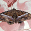 Black witch moth (female)