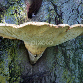 by Beverly Combs - Nature Up Close Mushrooms & Fungi