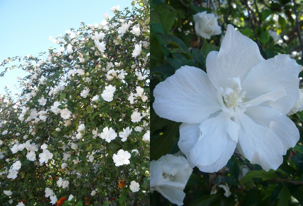 Hibiscus mutabilis. Hibisco blanco
