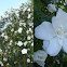Hibiscus mutabilis. Hibisco blanco