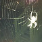 Spider(some sort of orb weaver)