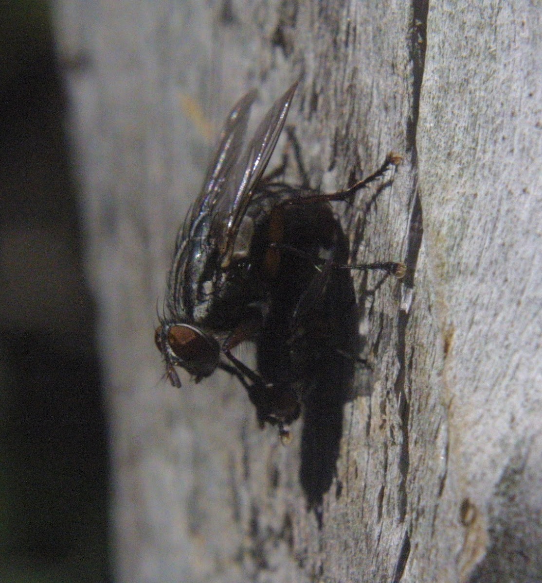 Flesh Flies (mating)