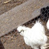 Silkie chicken