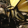 Two-tailed Tiger Swallowtail