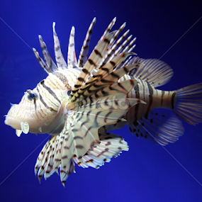 The Lion by Ky Wong - Animals Fish