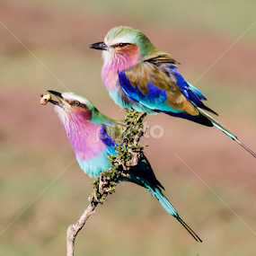 by Nigel Atkins - Animals Birds
